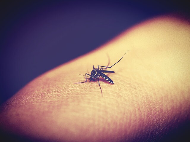 テング熱、蚊の活動がこれからが本番！！夏の終わり、9月以降は要注意！？