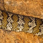 carpet-python-415518_640