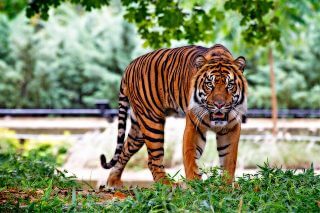 sumatran-tiger-518771_640